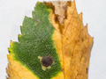 Etainia occultella